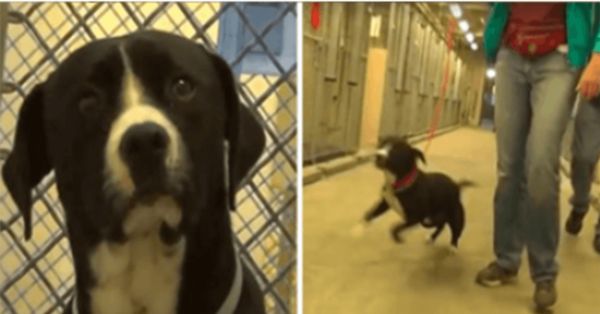 A Heartwarming Adoption Story: Scared Shelter Dog Jumps for Joy