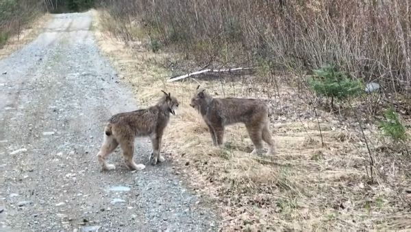 Rare Rivalry Between Lynxes Leaves Tourists in Awe