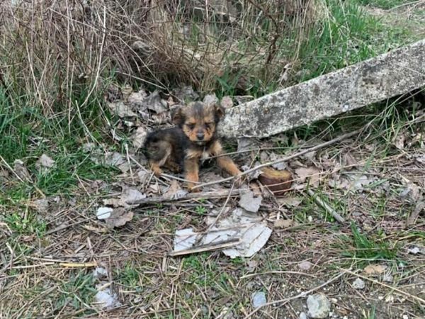 Man Rescues Stray Puppy Living in an Old Shoe