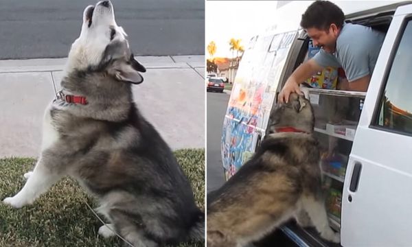 An Adorable Moment: When the Ice Cream Truck Arrives!