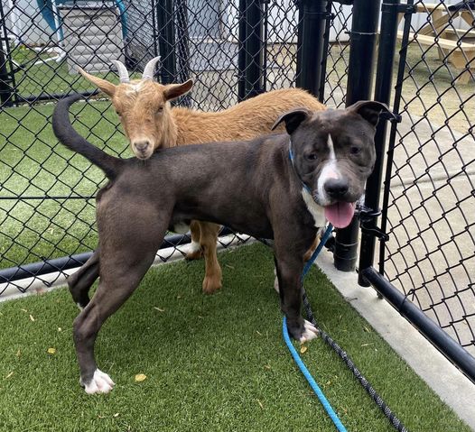 Shelter Dog and Goat Forge an Unforgettable Friendship and Find a Forever Home Together