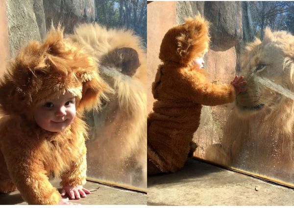 When a Baby Dressed as a Lion Cub Met a Real Lion: An Adorable Encounter at the Atlanta Zoo