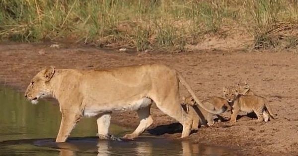 A Heartwarming Moment: Mother Lioness Teaches Her Cubs to Cross a Stream