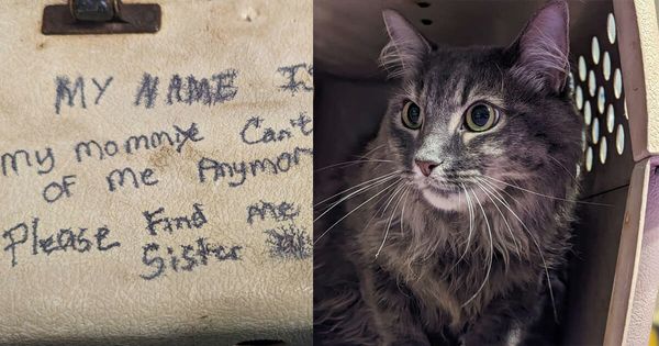 A Heartbreaking Note: Cats Abandoned but Given Hope