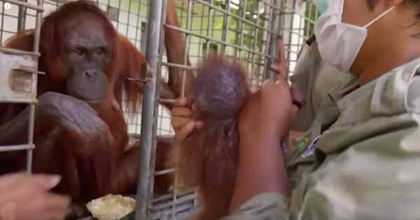 Reuniting Mother and Baby: A Touching Orangutan Story