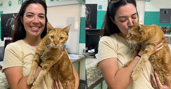 Good News: Cat Lost in Maui Wildfires Reunites with Family!