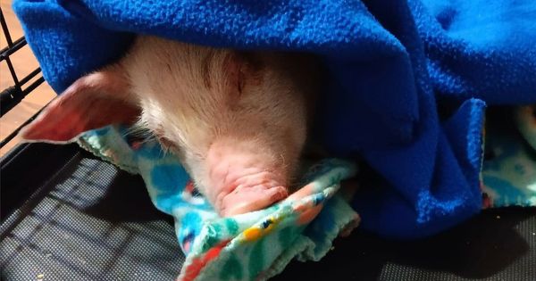 Piglet’s Great Escape: A Story of Resilience and Love