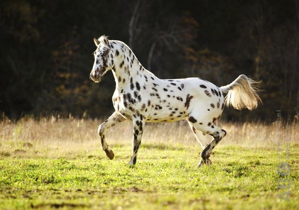 Horse Breeds Similar to Dalmatians