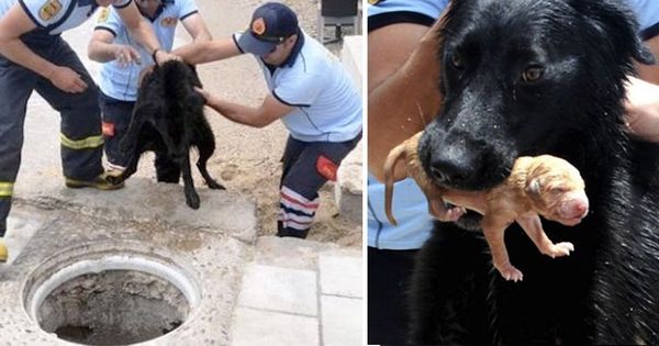 A Brave Mother Dog and Firefighters Team Up to Rescue Her Puppies – A Heartwarming Tale of Animal Love