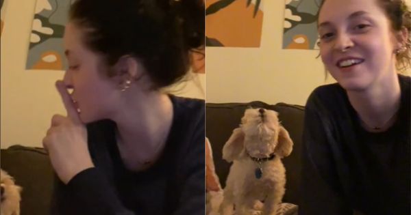 A Dog’s Singing Duet Goes Viral on TikTok