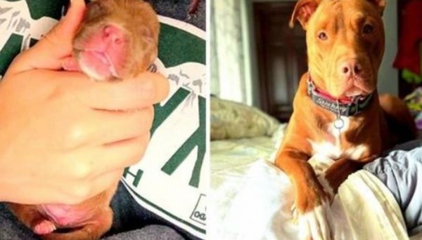 When a Newborn Puppy Stops Breathing: A Tale of Compassion and Miracle