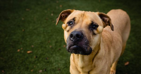 Shelter Dog Finally Finds a Home and Overcomes Her “Ugly” Label