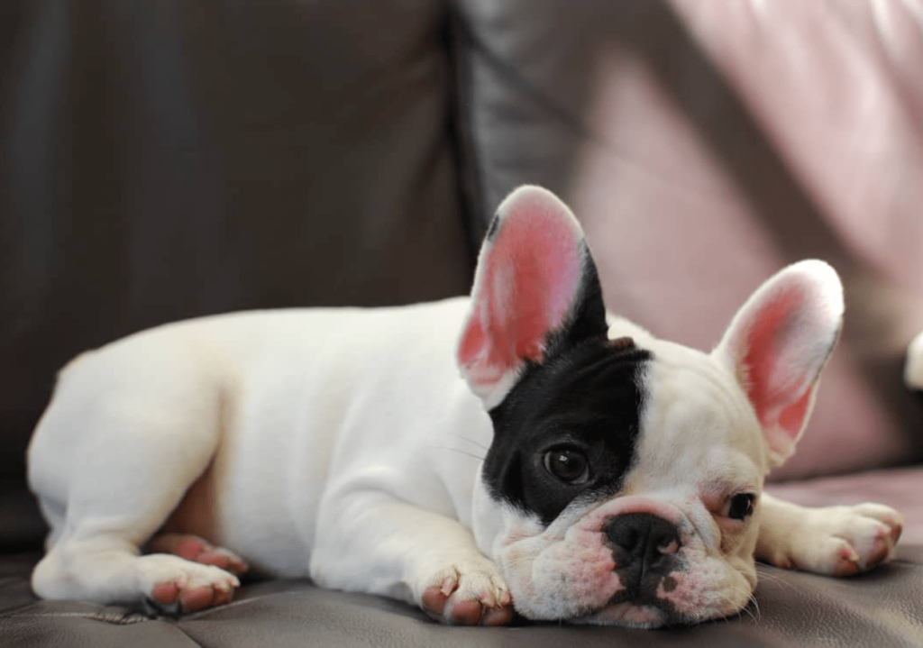 Remembering Manny the Frenchie: The Internet’s Beloved French Bulldog ...
