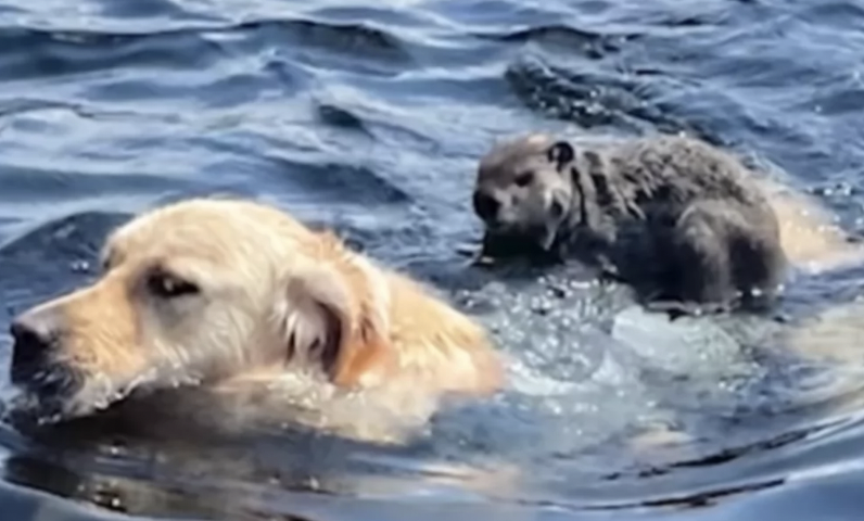 Dog’s Heroic Act: Swimming to the Rescue