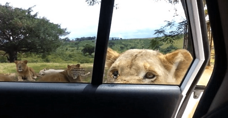 Safari Park Safety: Lock Your Car Doors to Avoid Close Encounters with Wildlife