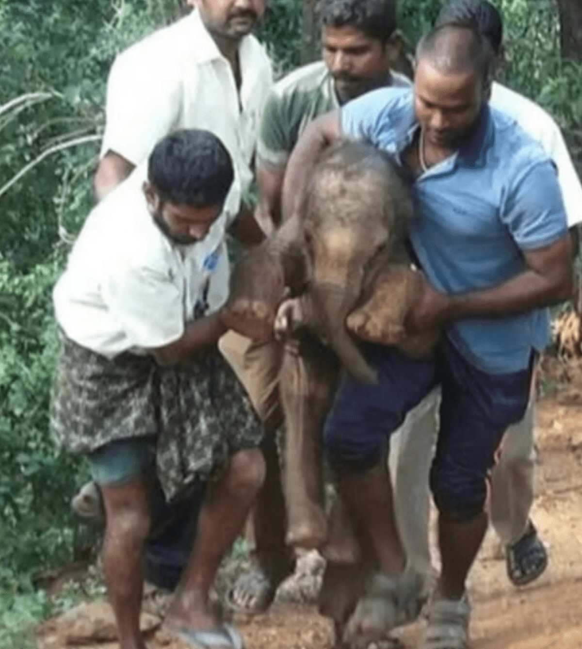 Kind-hearted man carries injured baby elephant on his back to get treatment