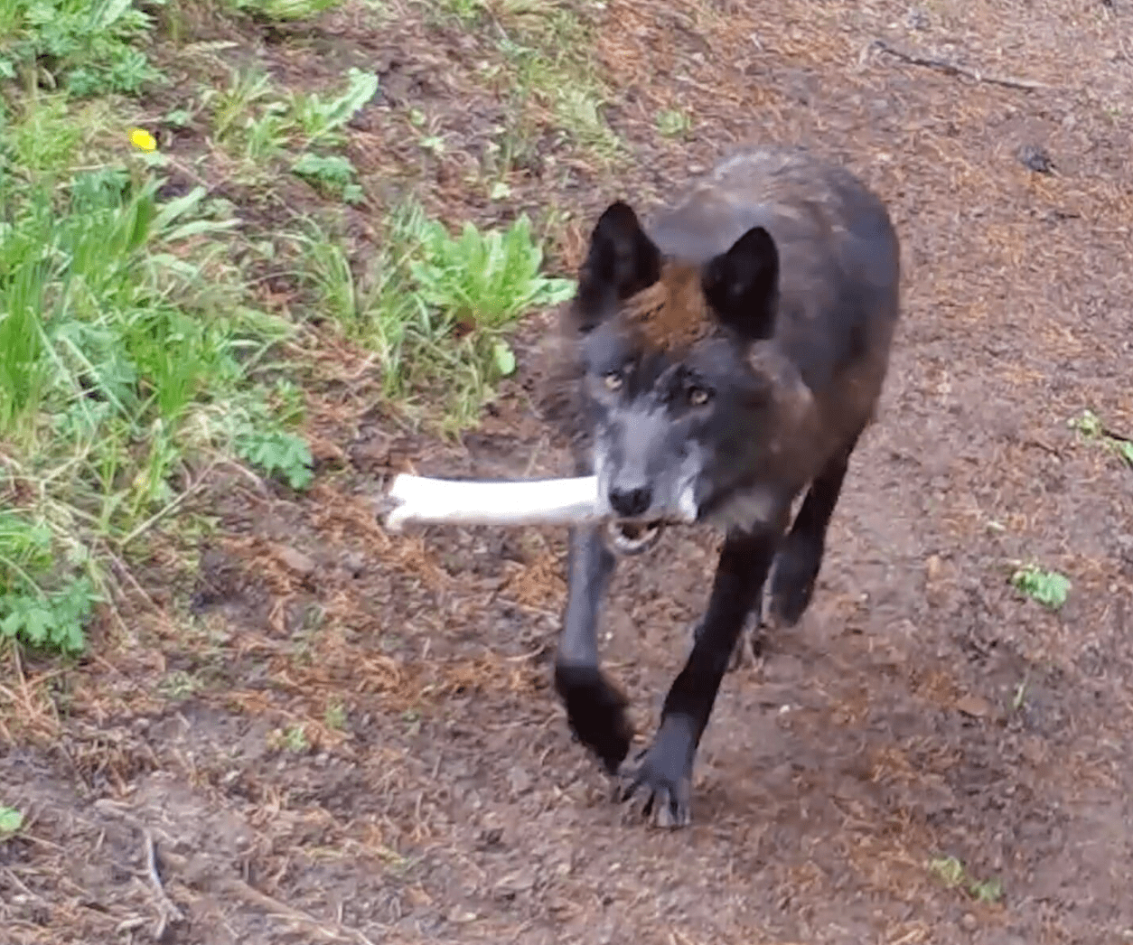 Yellowstone Wolves’ Heartwarming Behavior for Their Pups