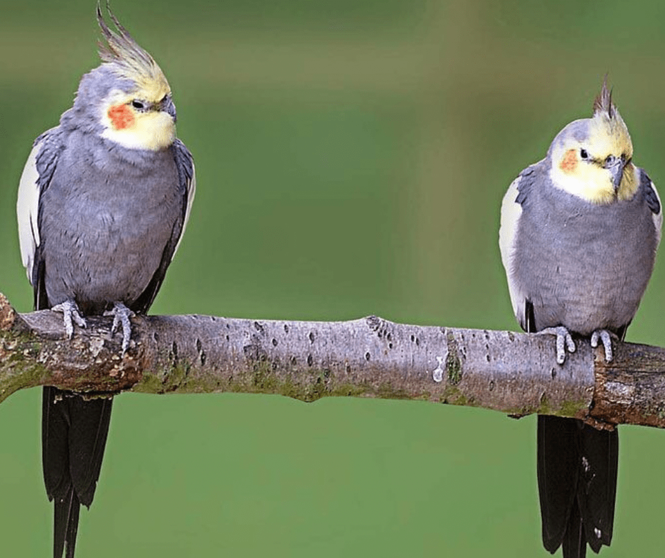 Singing Cockatiel Delights Newborn Baby – A Heartwarming Connection