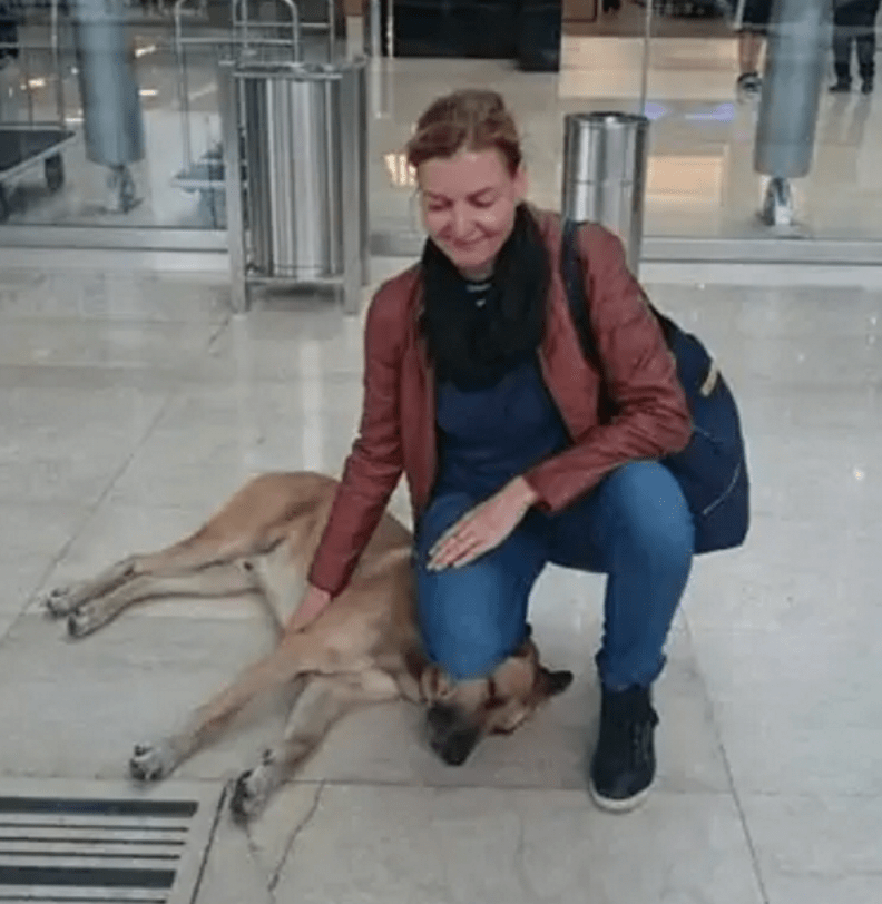 A Devoted Stray Dog Finds Love and a New Home with a Flight Attendant