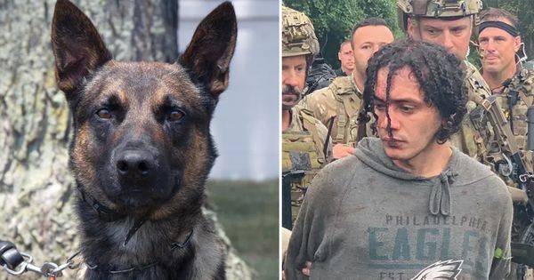 Brave Police Dog Yoda Captures Killer Who Escaped Prison