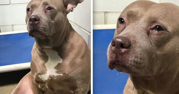 Pit Bull’s Emotional Journey: From Sadness to Happiness