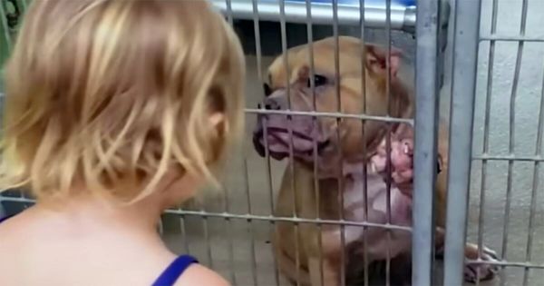 A Heartwarming Tale: A 2-Year-Old Girl’s Compassion Saves a Sick Pit Bull