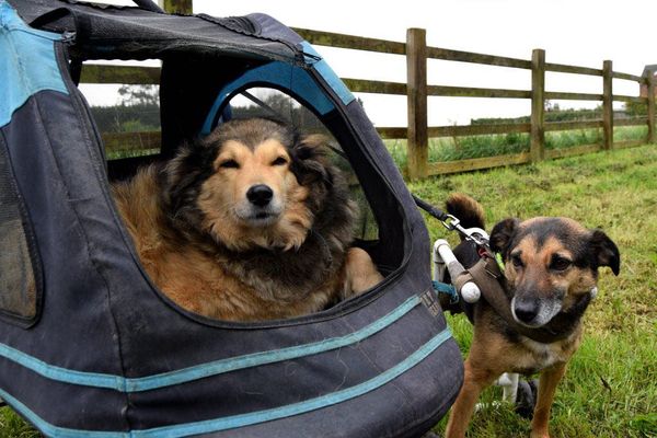 These Amazing Dogs Found Love and Happiness After Overcoming Tragic Pasts