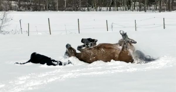 Horse and Owner Reunite in a Winter Wonderland