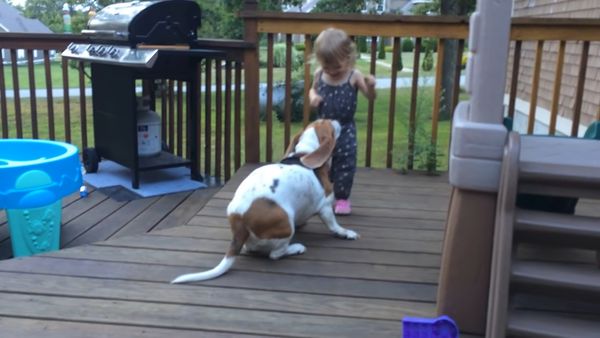 A Heartwarming Moment: A Dog and Baby Dancing