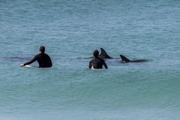 A Friendly Dolphin in Disguise: A Surfer’s Close Encounter