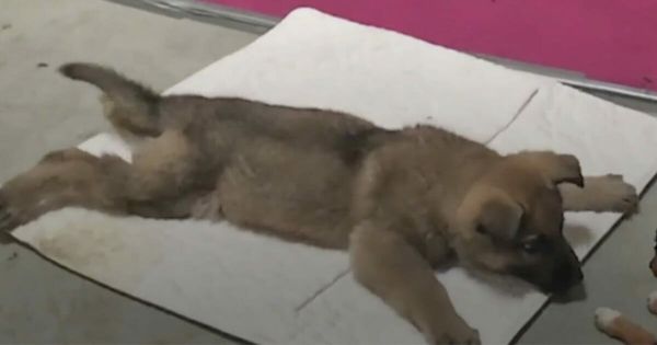 Vet Gives Puppy Death Sentence, But a Miracle Happens!