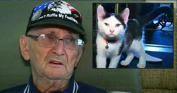 An Unlikely Hero: How a Cat Rescued an 84-Year-Old Veteran