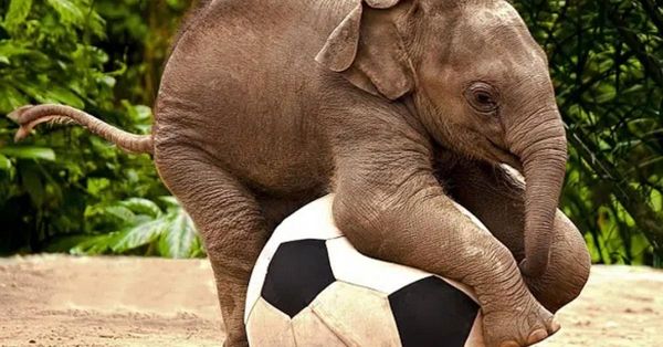 Adorable Baby Elephant Shows off Football Skills