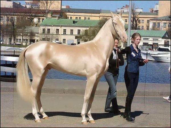 The World’s Most Beautiful Horse: A Golden Wonder