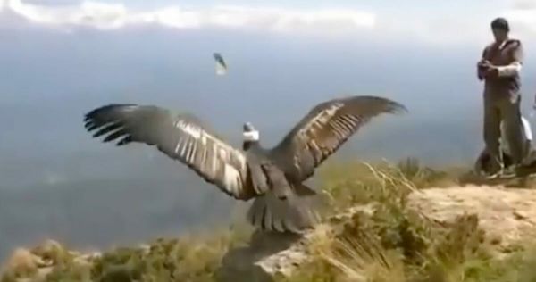 Condor’s Remarkable Journey: From Near Death to Freedom!