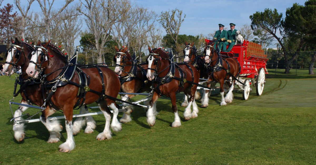 Budweiser’s Iconic Clydesdales: A Change for the Better