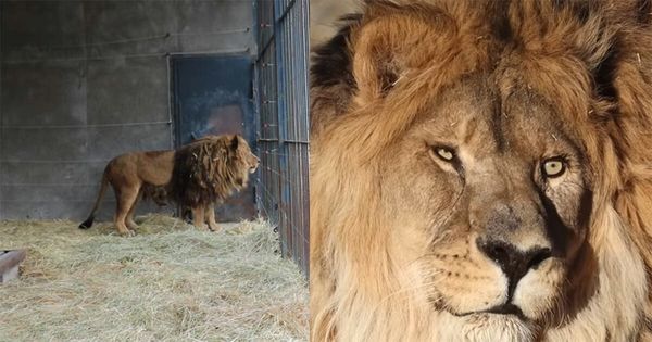 An Inspiring Rescue Story: The World’s Loneliest Lion Finds a New Start