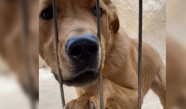 A Heartbreaking Tale: Abandoned Puppy Seeks Love and Understanding