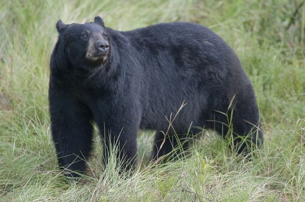 Brave Man Saves Drowning 400-Pound Black Bear!