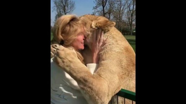 Incredible Reunion: Woman Adopts Lion Cubs and 7 Years Later, Shares Heartwarming Encounter