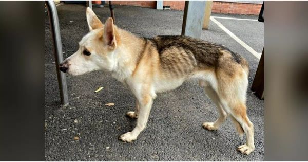 A Heartwarming Reunion: Lost Dog Finds His Family After 8 Years!