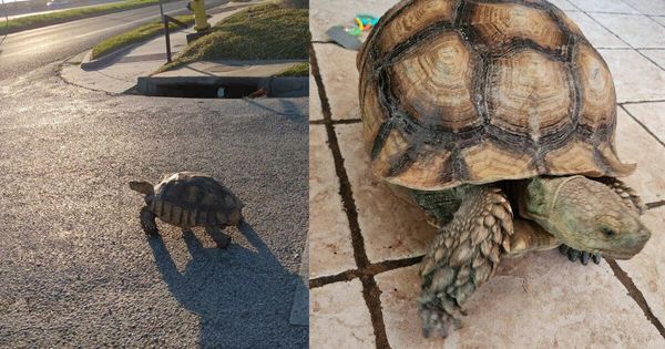 Missing Tortoise Reunites with Owner After Being Rescued from Highway