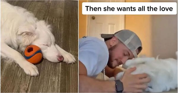 Waking Up a Deaf and Blind Dog: A Heartwarming Story of Love and Care