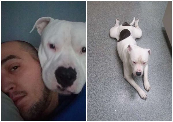 A Heartwarming Tale of Love and Support: The Unbreakable Bond Between a Man and His Dog