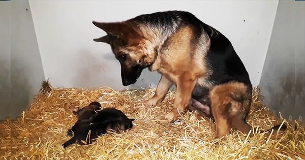 A Heartwarming Video of a German Shepherd Mother’s Love for Her Puppies