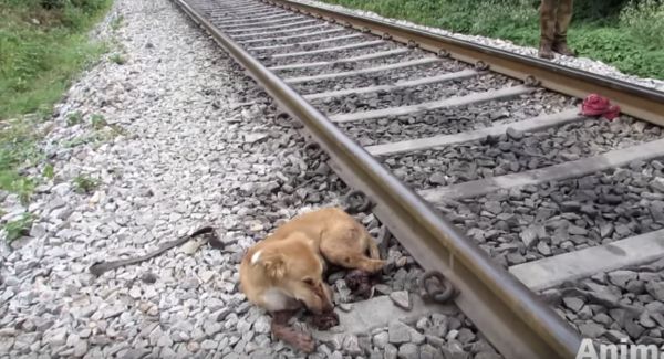 How a Train Accident Changed the Life of a Helpless Puppy