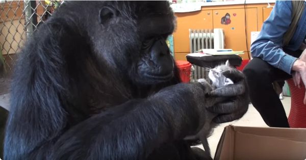 The Heartwarming Surprise for Koko, the Smartest Gorilla