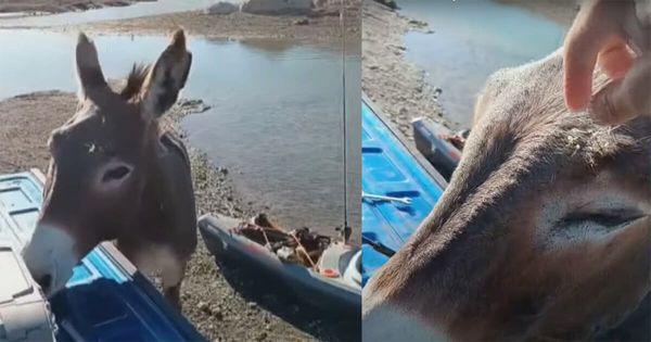 Brave Kayaker Comes to the Rescue of a Wild Donkey in Need