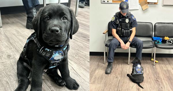 Adorable Lab Puppy Becomes Police Department’s First-Ever Comfort Dog