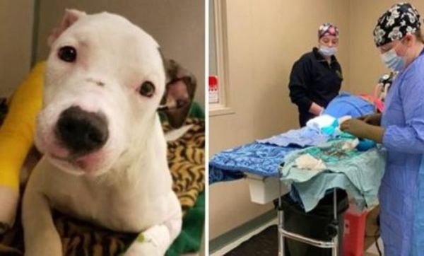 Owners Lie About How Their Dog Broke Her Leg in Two Places – A Heartbreaking Case Resolved